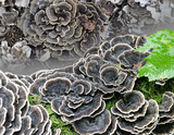 野生云芝