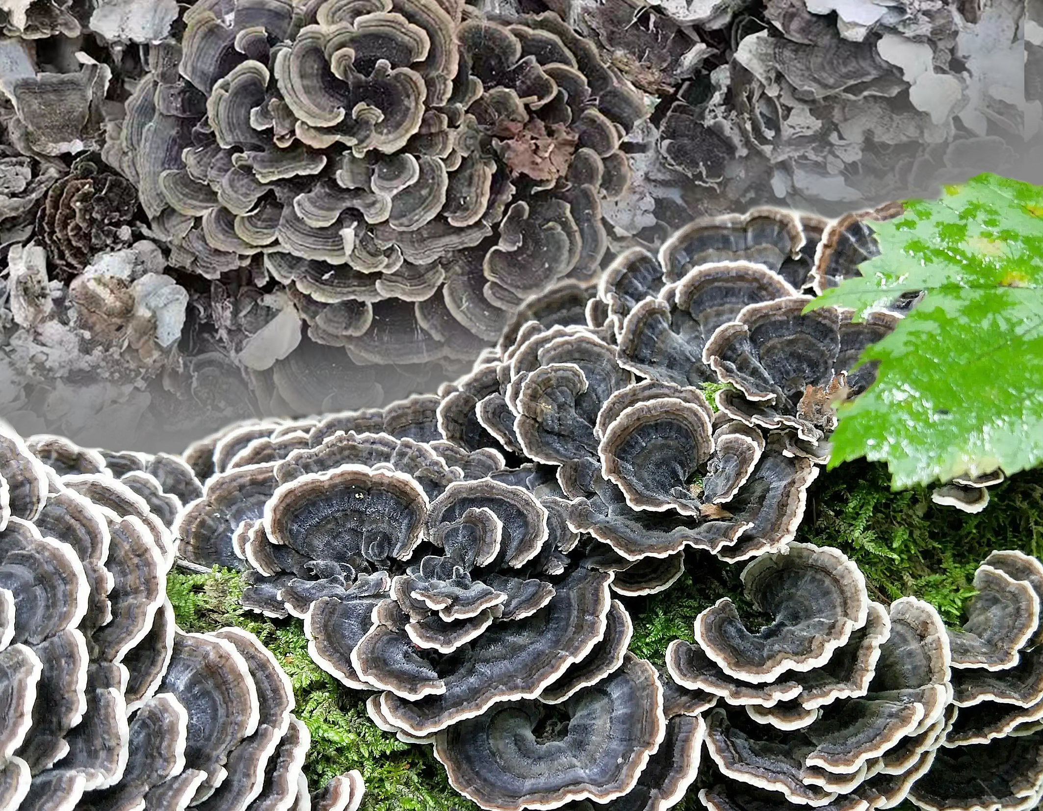 野生云芝